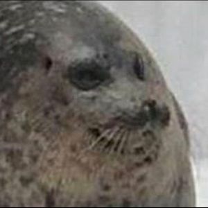 Meet your Posher, Bruce